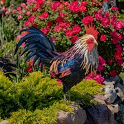 Zaer Ltd. International 27" Tall Painted Iron Rooster Decoration "Chester" ZR220901