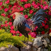 Zaer Ltd. International 27" Tall Painted Iron Rooster Decoration "Chester" ZR220901 View 2