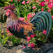 Zaer Ltd. International 28" Tall Painted Iron Rooster Decoration "Leopold" ZR220904 View 2