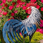 Zaer Ltd. International 28" Tall Painted Iron Rooster Decoration "Brooks" ZR220902 View 3