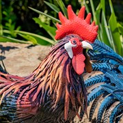 Zaer Ltd. International 29" Tall Painted Iron Rooster Decoration "Felix" ZR220903 View 3