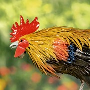 Zaer Ltd. International 21.25" Tall Painted Iron Rooster Decoration "Maxwell" ZR220905 View 3