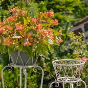 Zaer Ltd International Set of 2 Ornate Flower Basket Plant Stands in Antique White "Medellín 1972" ZR238114-AWS View 3