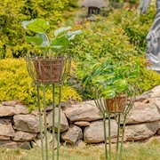 Zaer Ltd International Pre-Order: Set of 2 Tall Iron Basket Plant Stands in Antique Green "Stephania" ZR139518-GR View 4