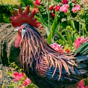 Zaer Ltd. International 29" Tall Painted Iron Rooster Decoration "Felix" ZR220903 View 4