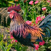 Zaer Ltd. International 28" Tall Painted Iron Rooster Decoration "Leopold" ZR220904 View 4