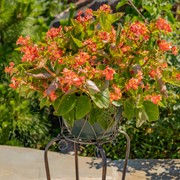 Zaer Ltd International Set of 2 Ornate Flower Basket Plant Stands in Antique Bronze "Medellín 1972" ZR238114-BZS View 4
