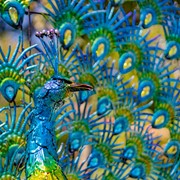 Zaer Ltd. International Pre-Order: Set of 2 Large Peacocks with Crystal Detail "Gem and Jewel" ZR170694-SET View 5