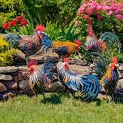 Zaer Ltd. International 27" Tall Painted Iron Rooster Decoration "Chester" ZR220901 View 6