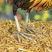 Zaer Ltd. International 21.25" Tall Painted Iron Rooster Decoration "Maxwell" ZR220905 View 6