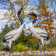 Zaer Ltd. International Set of Two 54" Tall Black-Necked White Crane Garden Figurines ZR217097-SET View 6